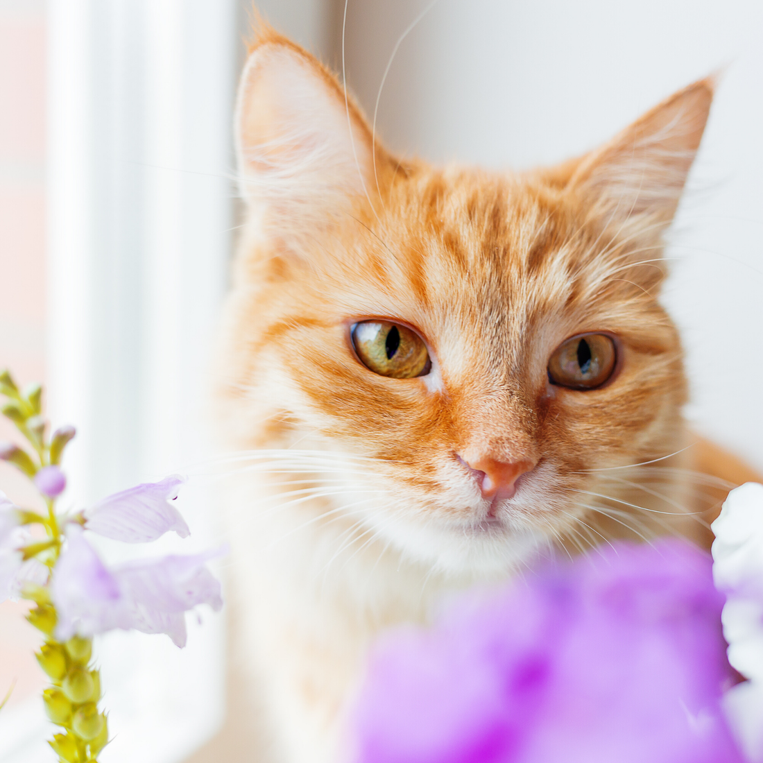 Hilf deiner Katze ihre Neujahrsziele zu erreichen